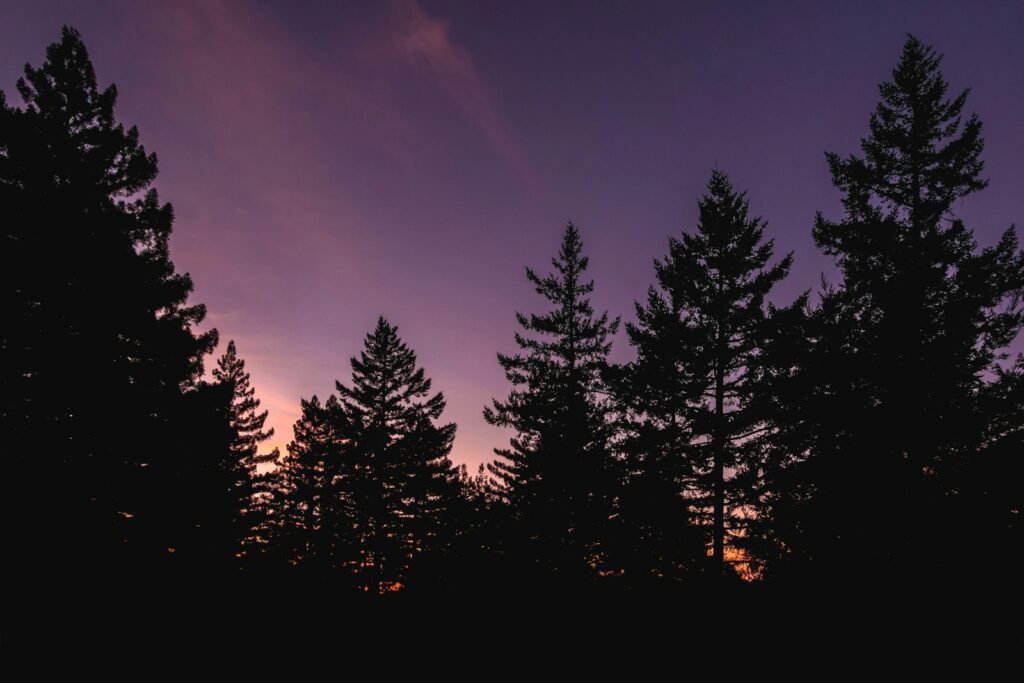 Pine trees silhouetted against a dusk sky