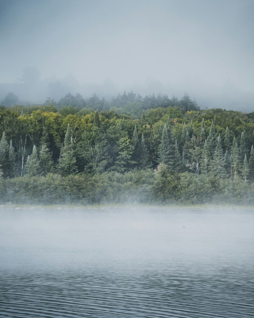 Morning mist over a forest lake